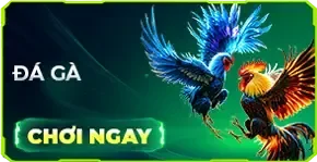 đá gà